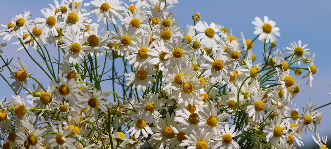 Die Phytotherapie