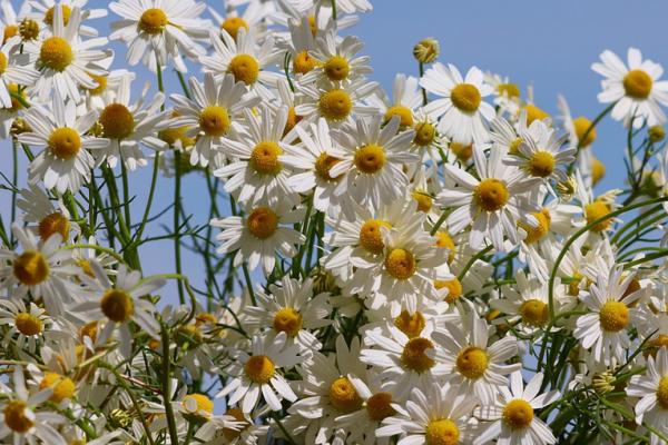 Die Phytotherapie